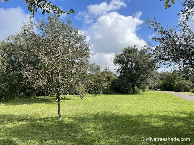 Physical grounding techniques, image taken at Eagle Lake Park, Florida